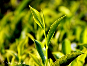 Green Tea, Conoor, TN